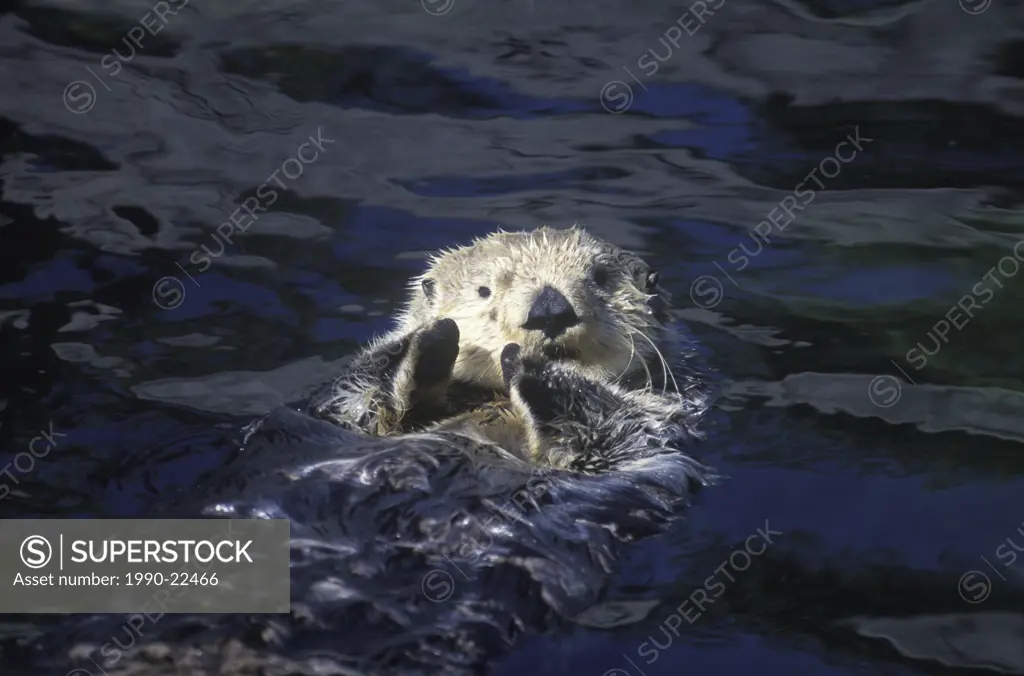 Sea Otter Enhydra lutris, British Columbia, Canada