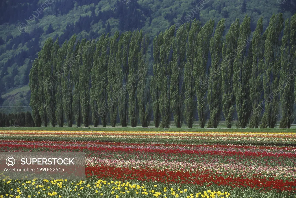 Tulip fields in the Fraser Valley near Chiliwack, British Columbia, Canada