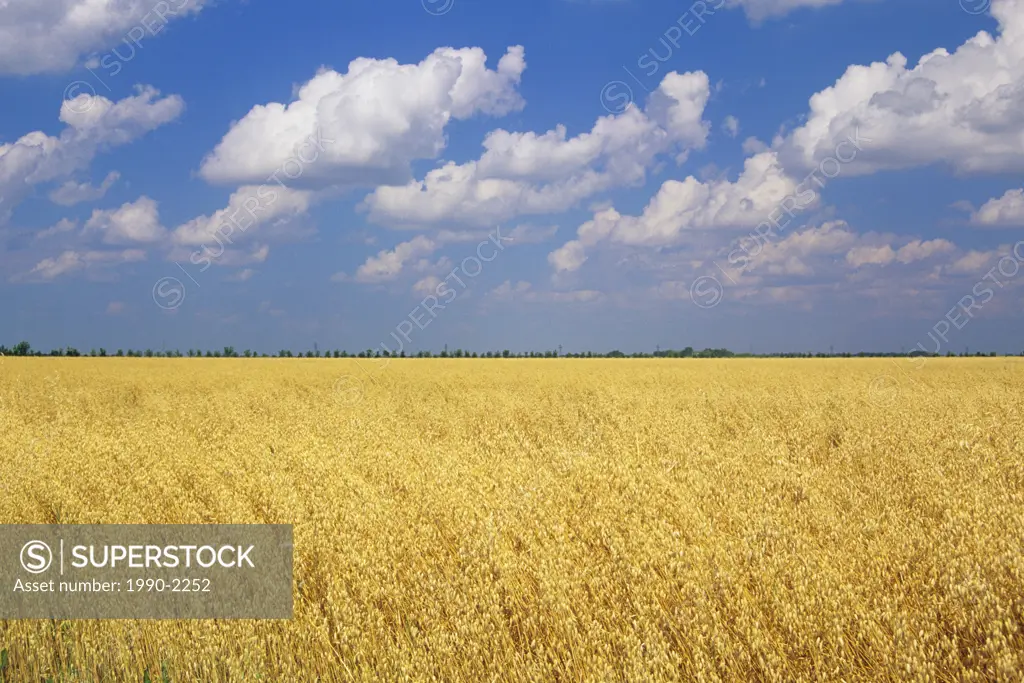 A field of Oats, Sanford, Manitoba, Canada