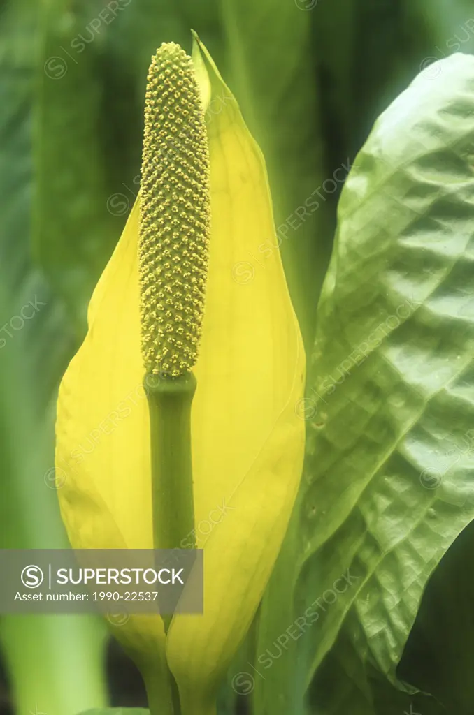 Skunk Cabbage in spring  Broad leafed marsh dweller emanates a characteristic skunk smell, British Columbia, Canada