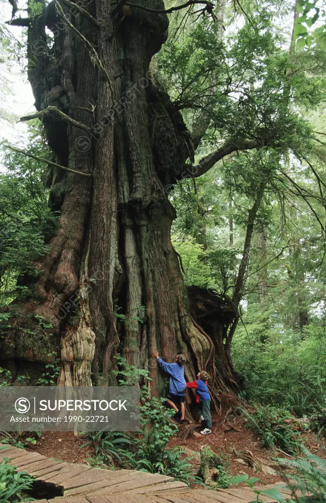 Hanging Garden tree and 2 boys, Tofino, Meares Island, Vancouver Island, British Columbia, Canada