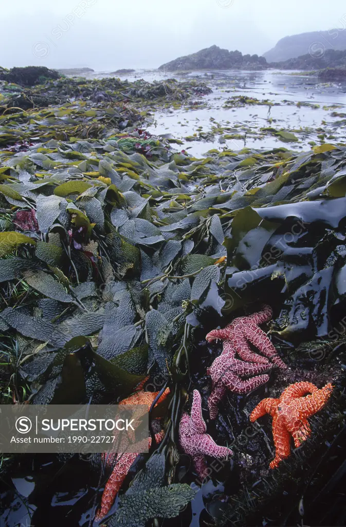 MacKenzie Beach at low tide - ochre starfish and kelp, Clayoquot Sound, Vancouver Island, British Columbia, Canada