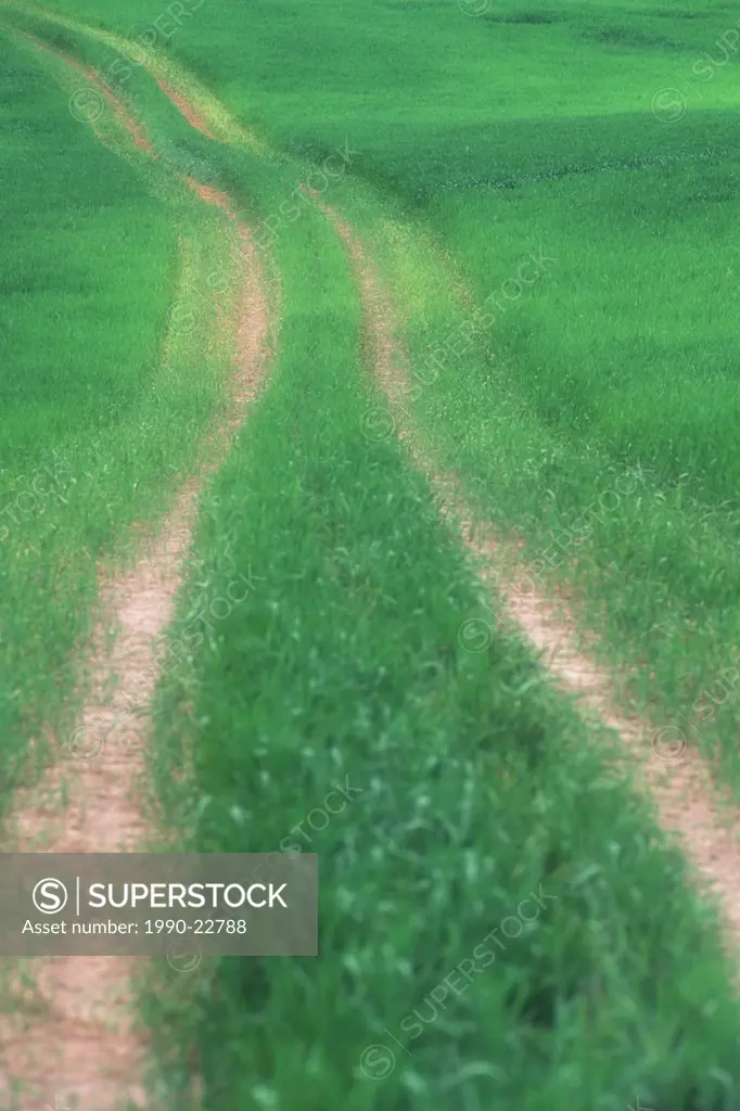 Vehicle tracks in grass field, British Columbia, Canada