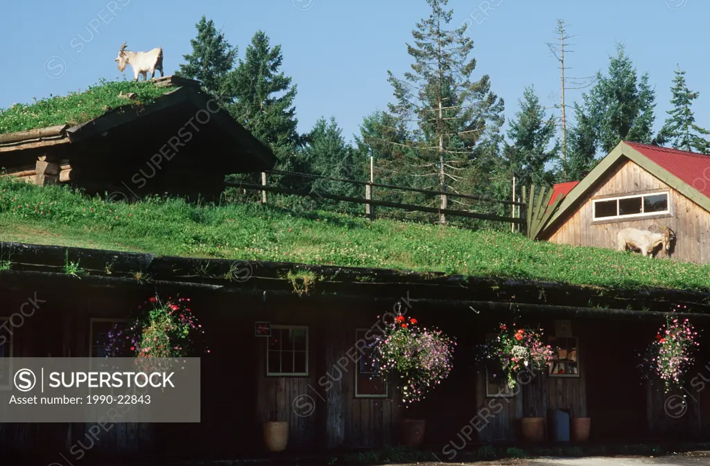 Goats on the roof of the Coombs general store, Vancouver Island, British Columbia, Canada