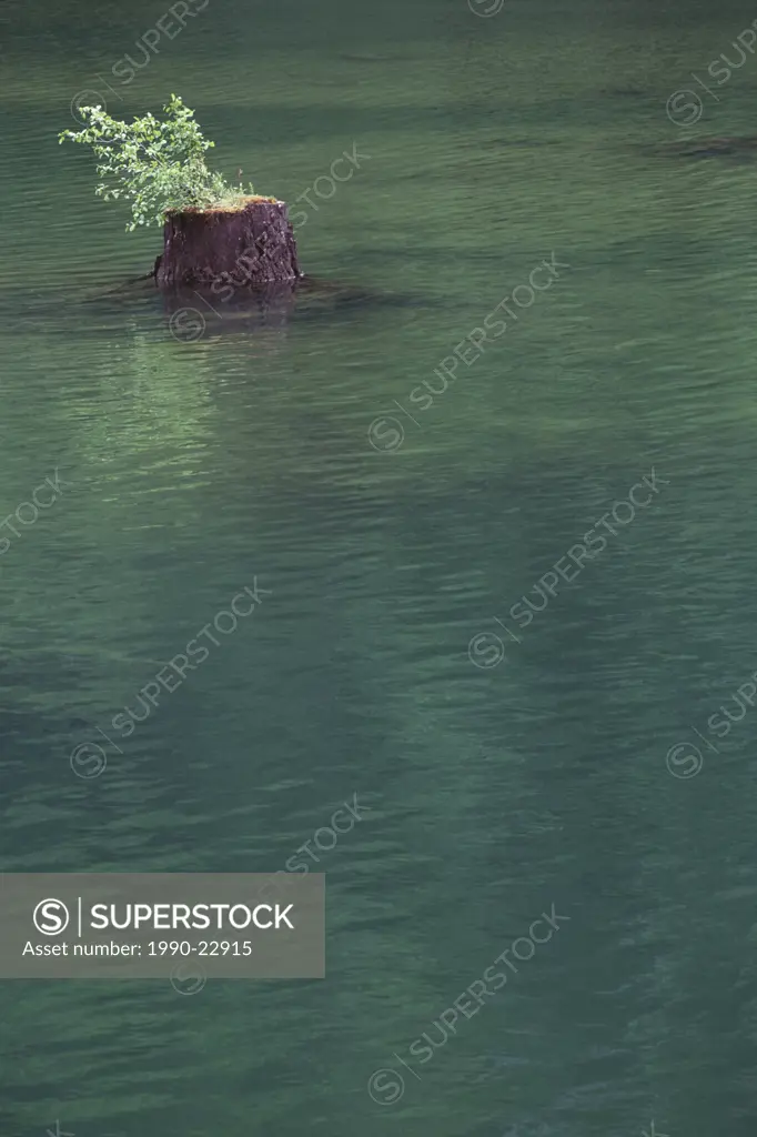 Dammed lake remnants, cut tree stumps in new lake, British Columbia, Canada