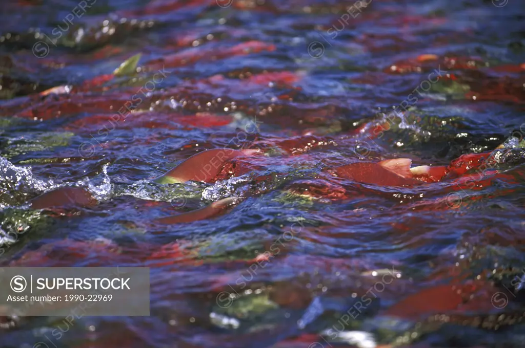 Sockeye salmon, Adams River, Shuswap, British Columbia, Canada