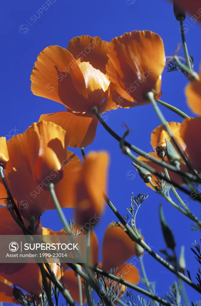 California Poppy Eschscholtzia calfornica, British Columbia, Canada