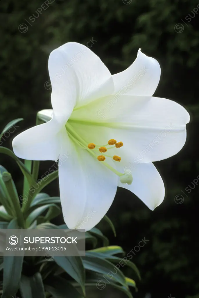 Easter lily, British Columbia, Canada
