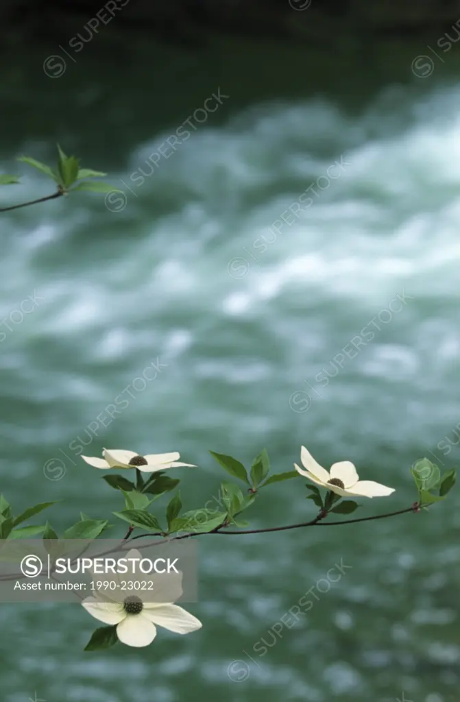 Pacific Dogwood on shores of Cowichan River, Vancouver Island, British Columbia, Canada