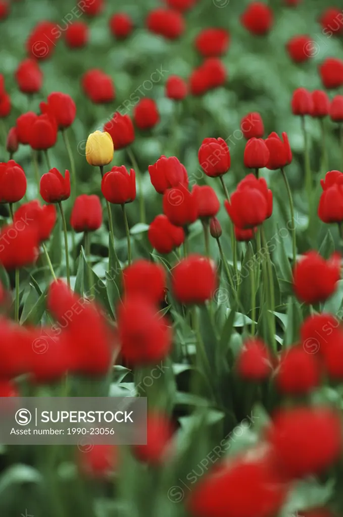 Laconner tulip field, yellow tulip in amongst red ones, British Columbia, Canada