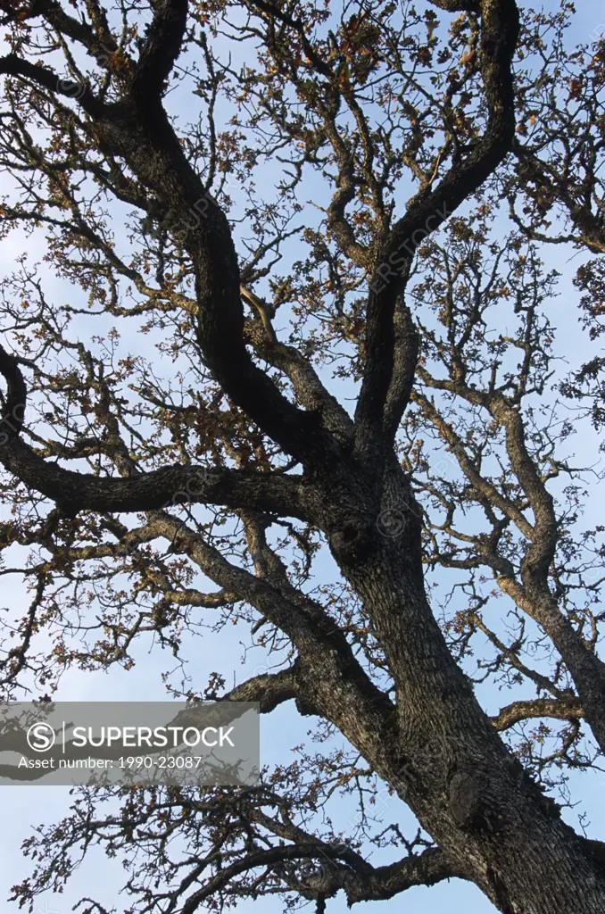 Garry Oak tree, pattern of branches extends to sky, British Columbia, Canada