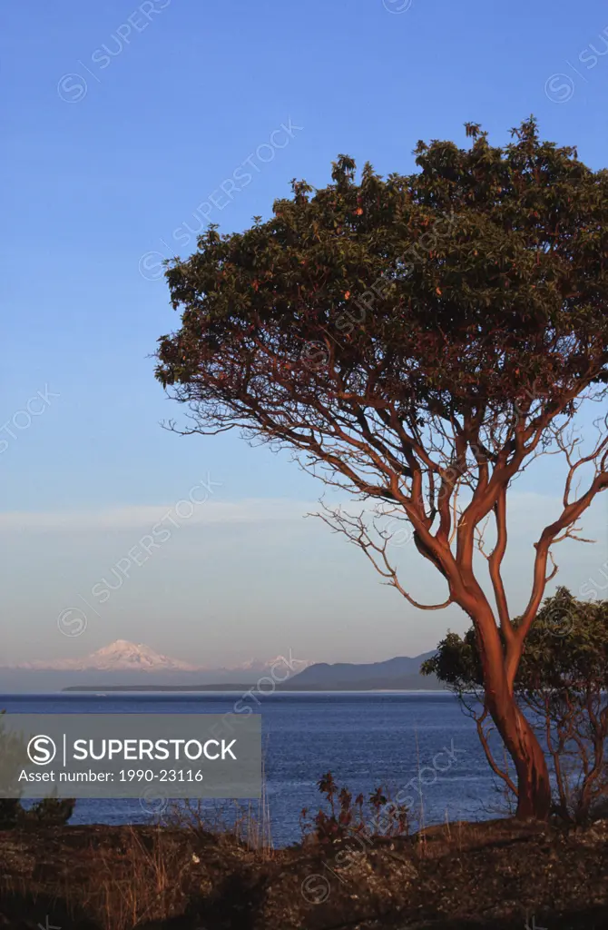 Gulf Islands, arbtus tree from Fairfax Point Moresby Island, British Columbia, Canada