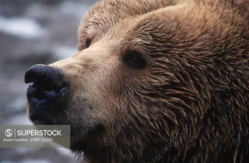 grizzly face, close up, Knight Inlet Lodge, British Columbia, Canada