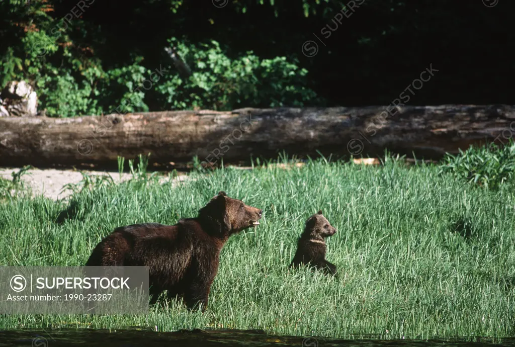 mother grizzly and cubs, Knight Inlet Lodge, British Columbia, Canada