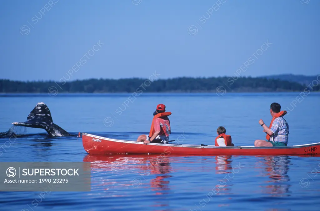 Canoe following Grey whale in gulf islands, British Columbia, Canada