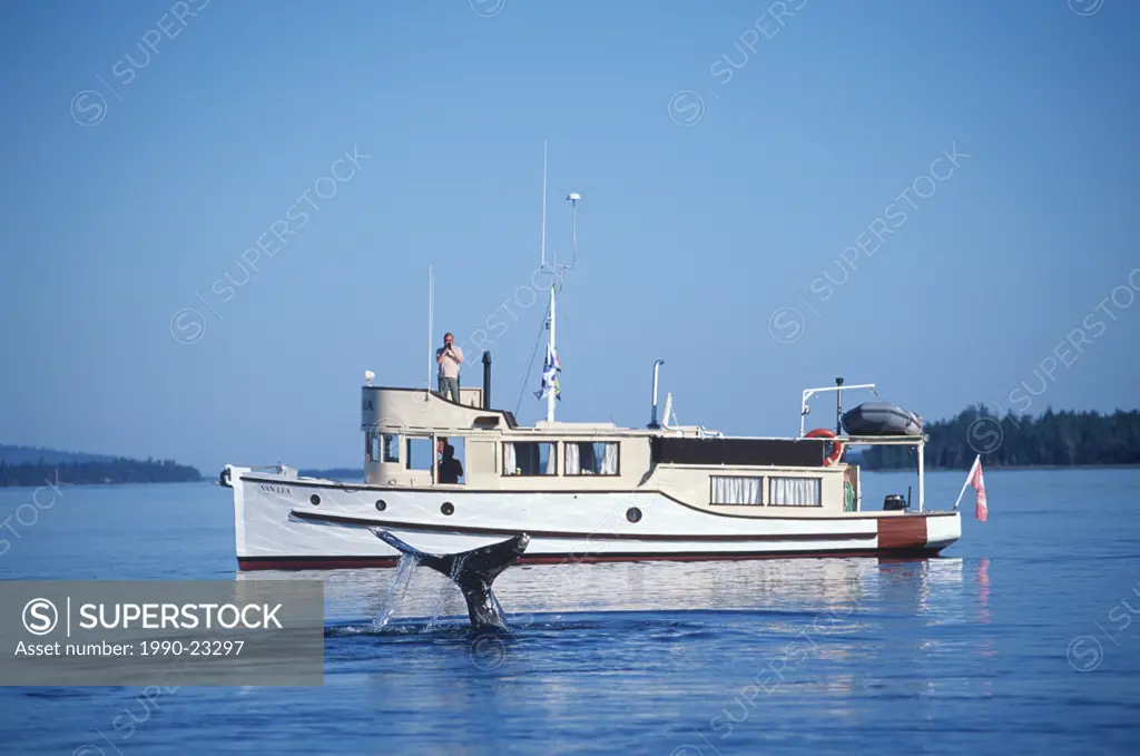 Grey whale in gulf islands, with classic yacht, Vancouver Island, British Columbia, Canada