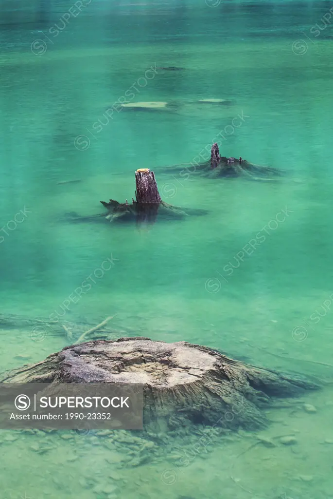 Dammed lake remnants, cut tree stumps in new lake, British Columbia, Canada