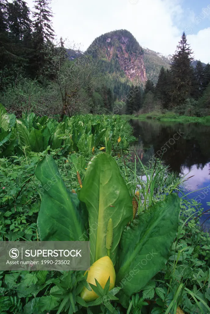 Khutzeymateen Inlet and valley, Skunk Cabbage, British Columbia, Canada