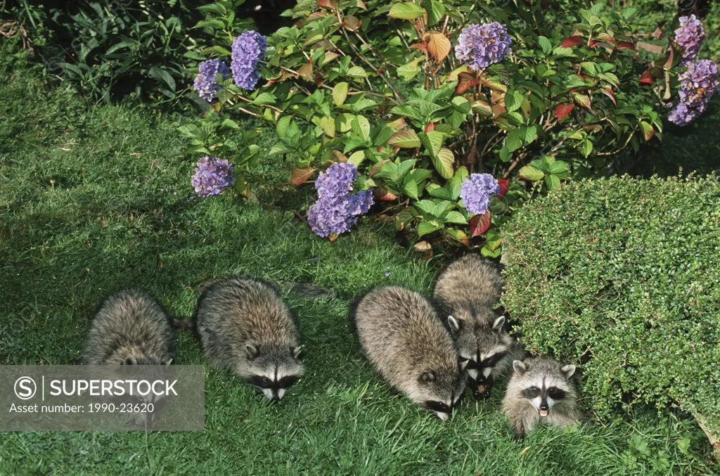 Group of raccoons in domestic yard, Tofino, Vancouver Island, British Columbia, Canada
