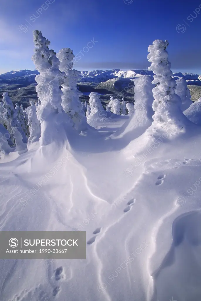 Mount Washington Ski Resort Snow frosted trees, Vancouver Island, British Columbia, Canada