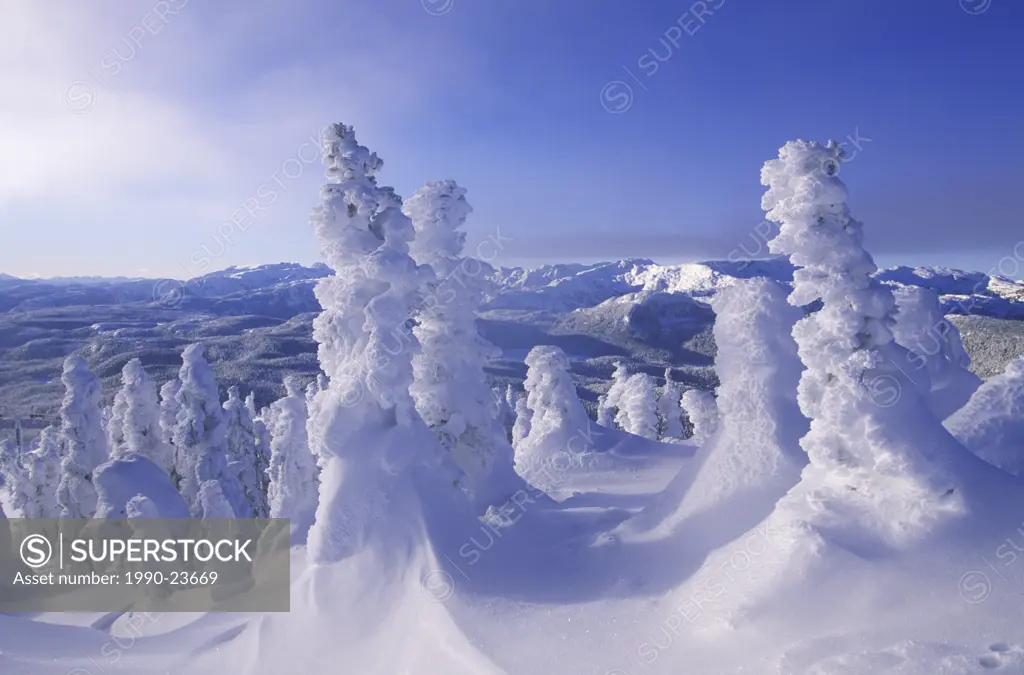 Mt  Washington Ski Resort Snow frosted trees, Vancouver Island, British Columbia, Canada