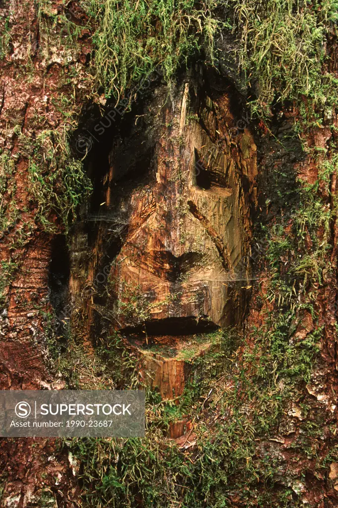 Woss Lake - face carved into spruce tree at entrance to grease trail, British Columbia, Canada