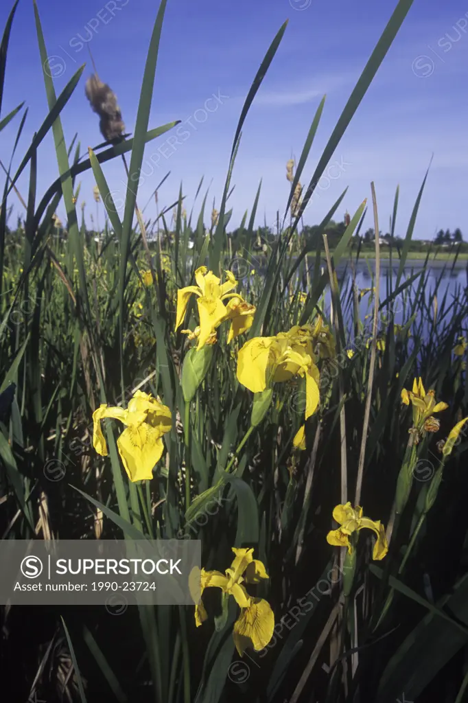 Buttertubs marsh  Yellow Flag Iris, Nanaimo, Vancouver Island, British Columbia, Canada