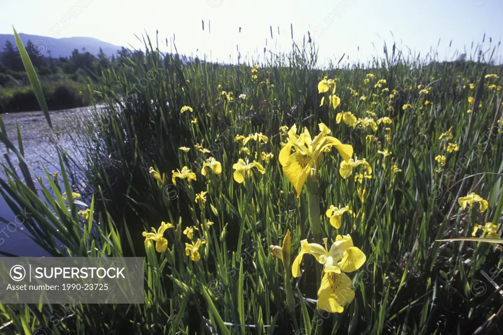 Buttertubs marsh  Yellow Flag Iris, Nanaimo, Vancouver Island, British Columbia, Canada