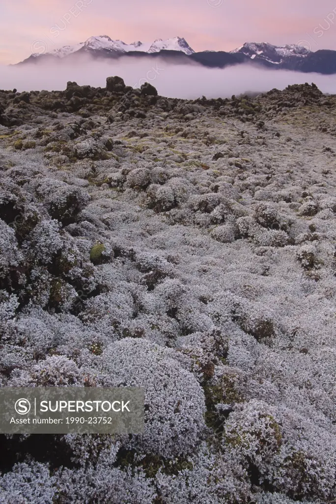 Nisga´a Memorial Lava Bed Provincial Park, lichen encrusted rock, at daybreak, British Columbia, Canada