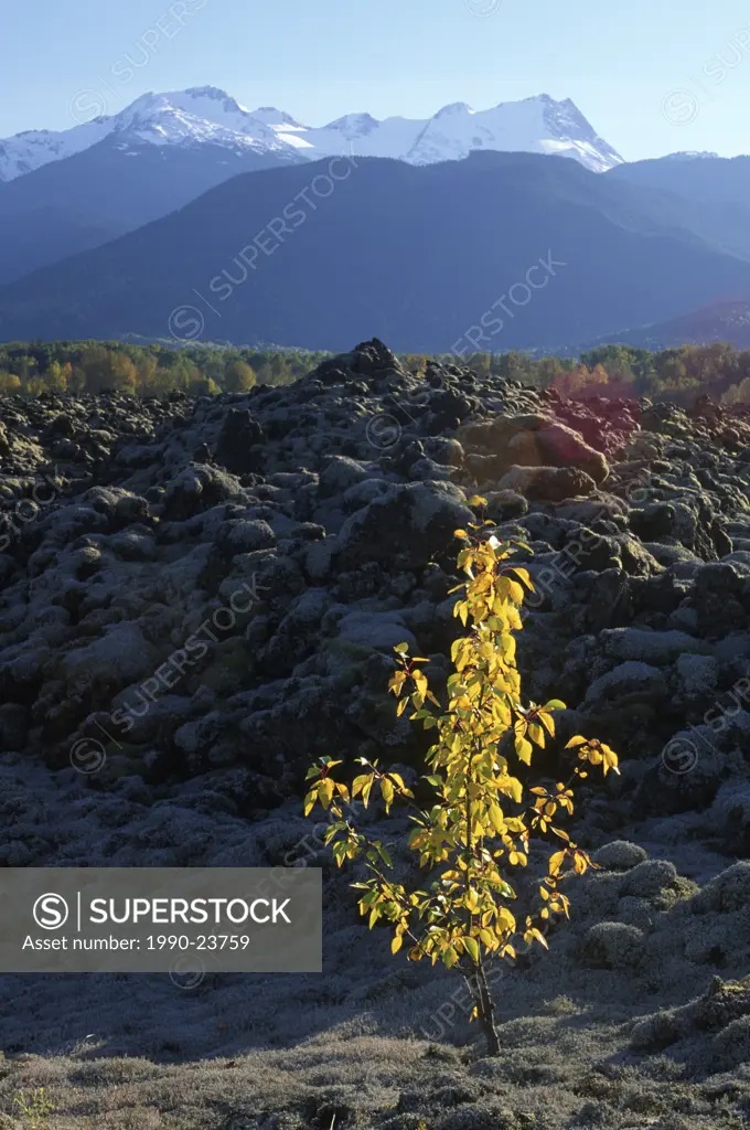 Nisga´a Memorial Lava Bed Provincial Park, lichen encrusted rock, young willow grows in rock, British Columbia, Canada