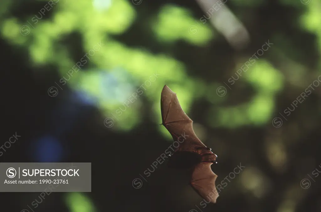 Queen Charlotte Islands, bat in flight on South Moresby, British Columbia, Canada