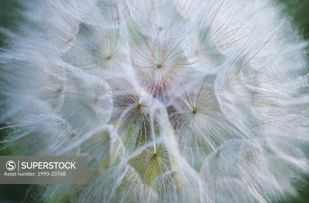 Dandelion seed detail, British Columbia, Canada