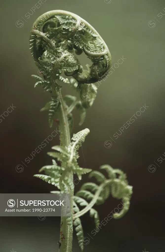 fiddlehead fern, Vancouver Island, British Columbia, Canada