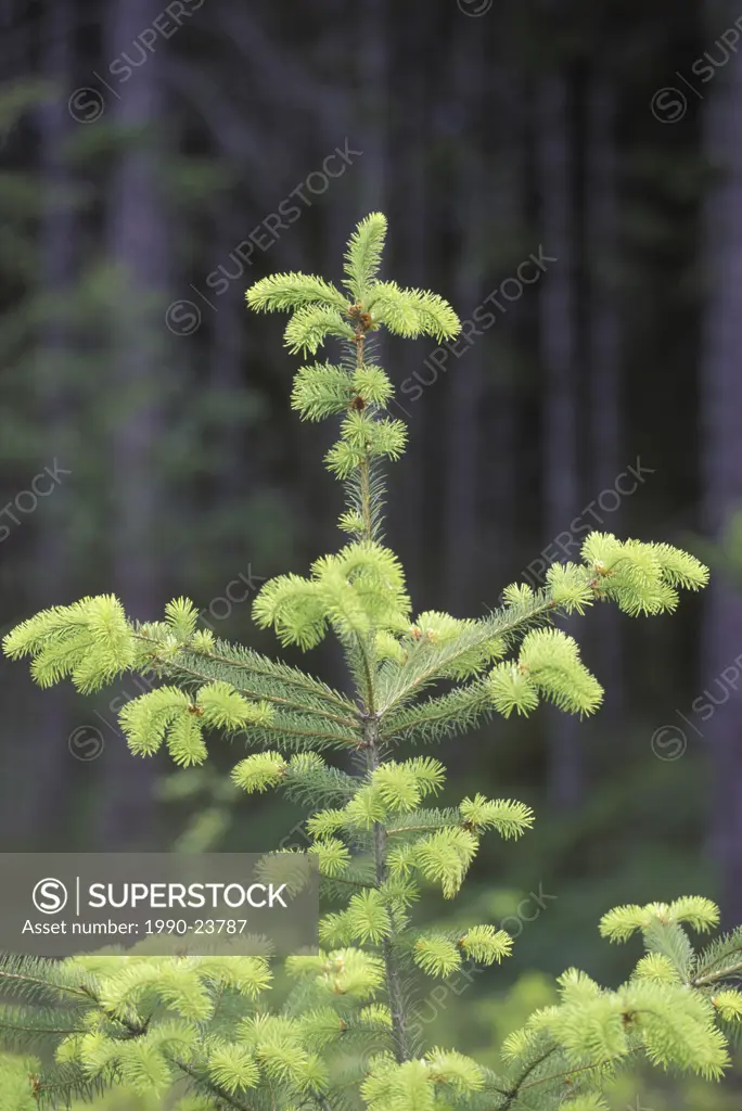 Douglas fir leader flushing in springtime, Vancouver Island, British Columbia, Canada