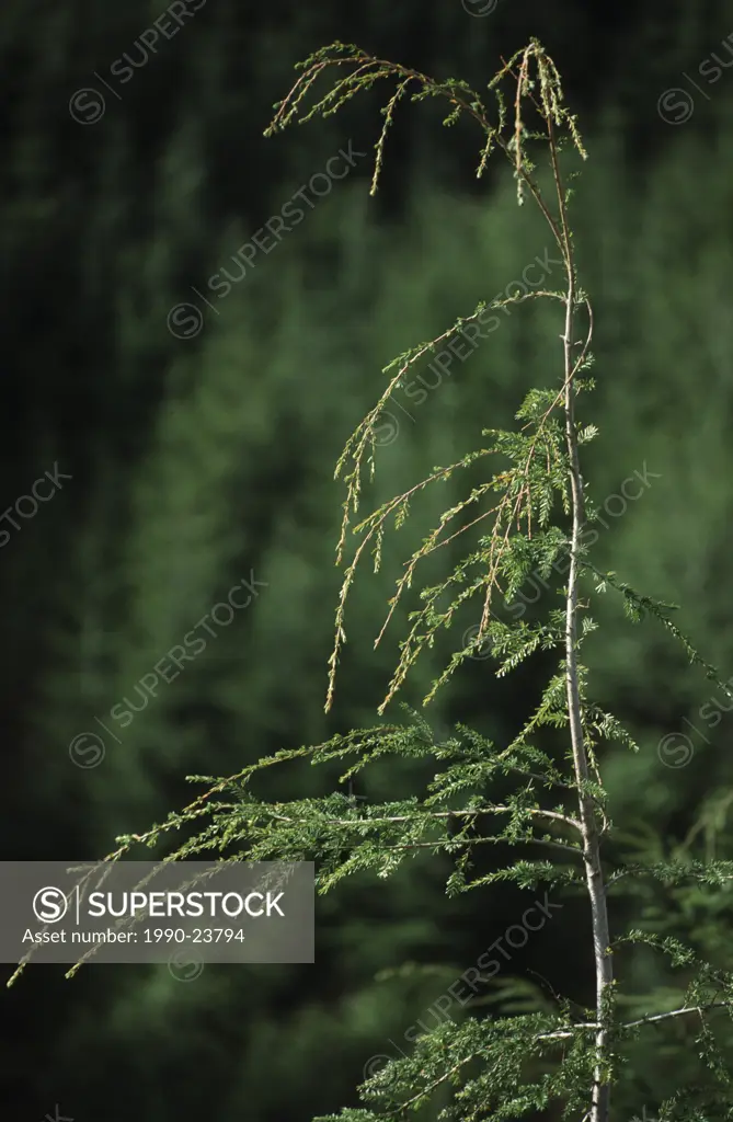 Hemlock tree - leader of young tree with forest background, British Columbia, Canada