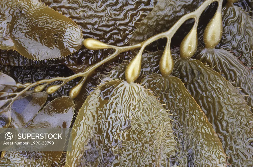 Kelp frond detail, British Columbia, Canada