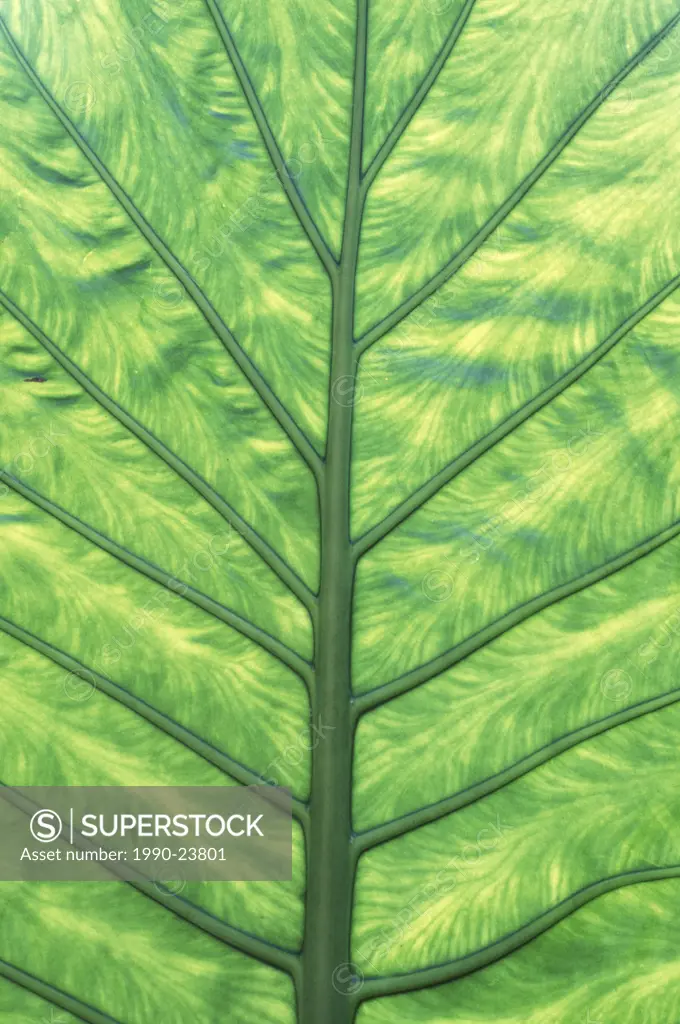 Yellow Skunk Cabbage Lysichitum americanum leaf pattern, British Columbia, Canada