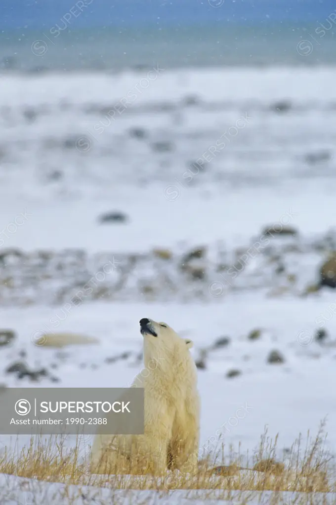 Polar bear on Hudson Bay coast, Churchill, Manitoba, Canada