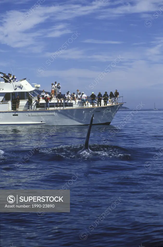 Killer whale swims toward whale watch boat, Vancouver Island, British Columbia, Canada