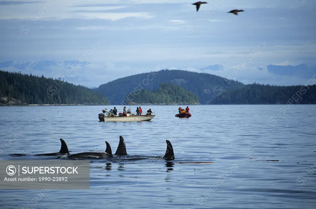 Johnstone strait, Orcas and whale watch boats, Vancouver Island, British Columbia, Canada
