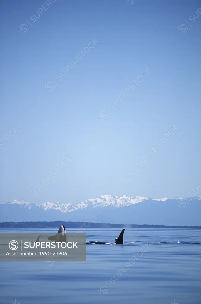 Killer Whales Orcinus orca small pod with Olympic Mountains beyond, Vancouver Island, British Columbia, Canada