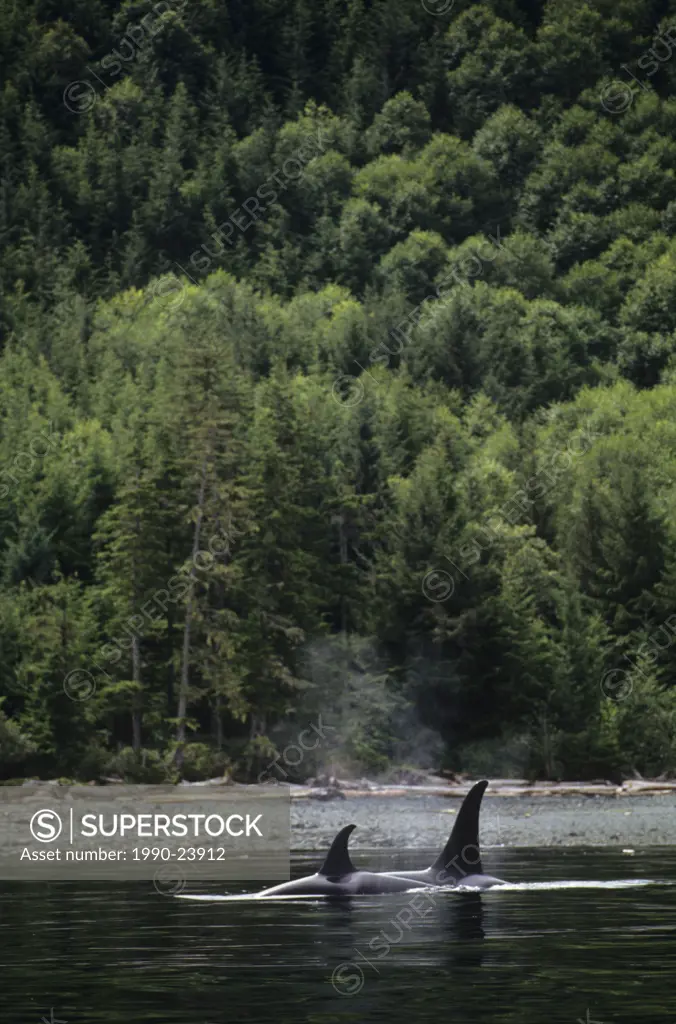 Canada, British Columbia, Vancouver Island, killer whales orcinus orca, Johnstone Strait
