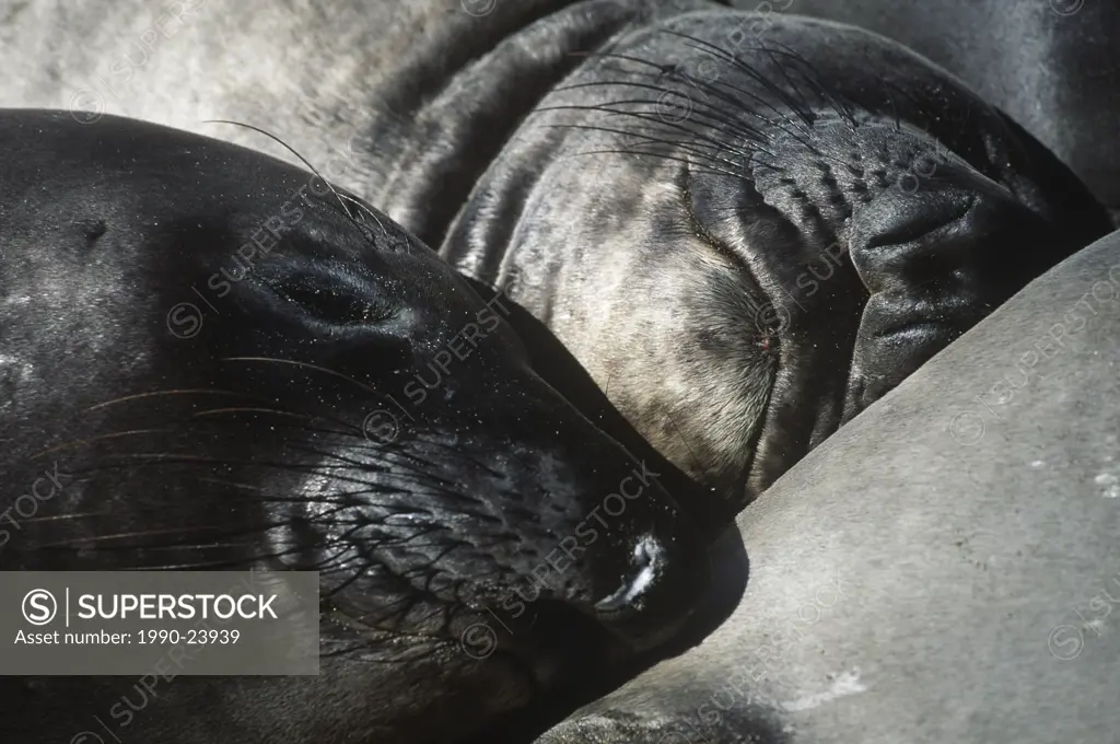 elephant seals at rest , Race Rocks ecological reserve, Vancouver Island, British Columbia, Canada
