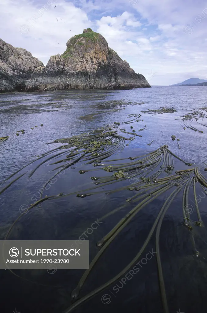 Queen Charlotte Islands, Haida Gwaii, Nad Sdins Ninstints village, SGaang Gwaay, Anthony Island kelp beds, British Columbia, Canada