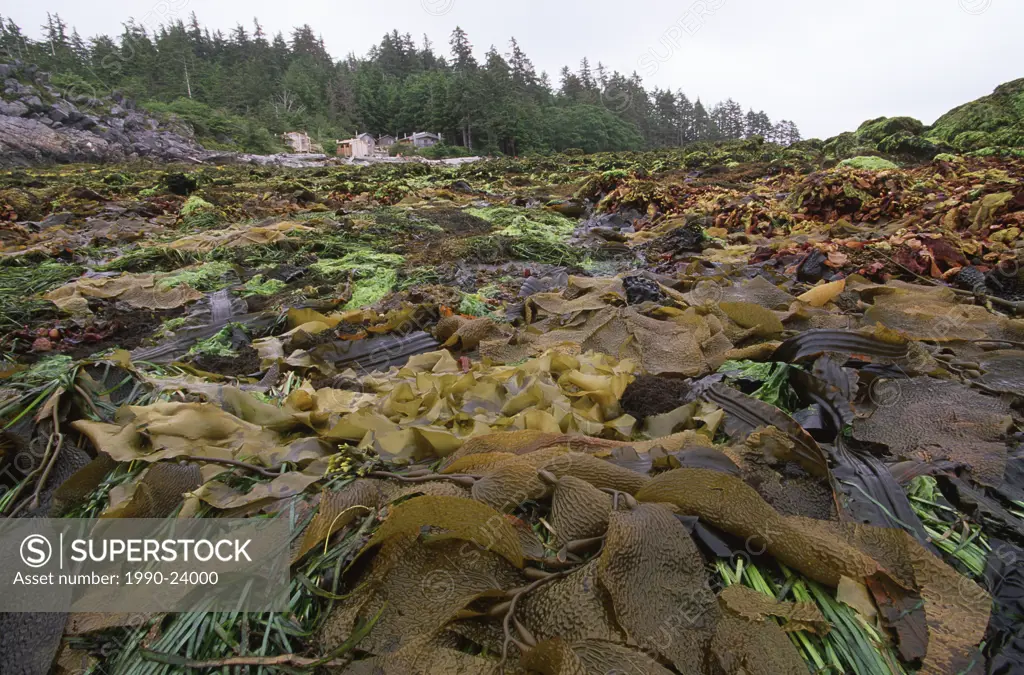 Haida Gwaii, Hot Springs Island, prolific kelp revealed at low tide, British Columbia, Canada