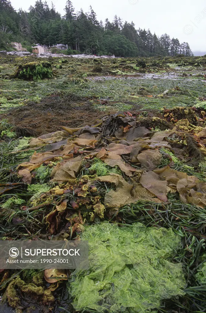 Haida Gwaii, Hot Springs Island, prolific kelp revealed at low tide, British Columbia, Canada