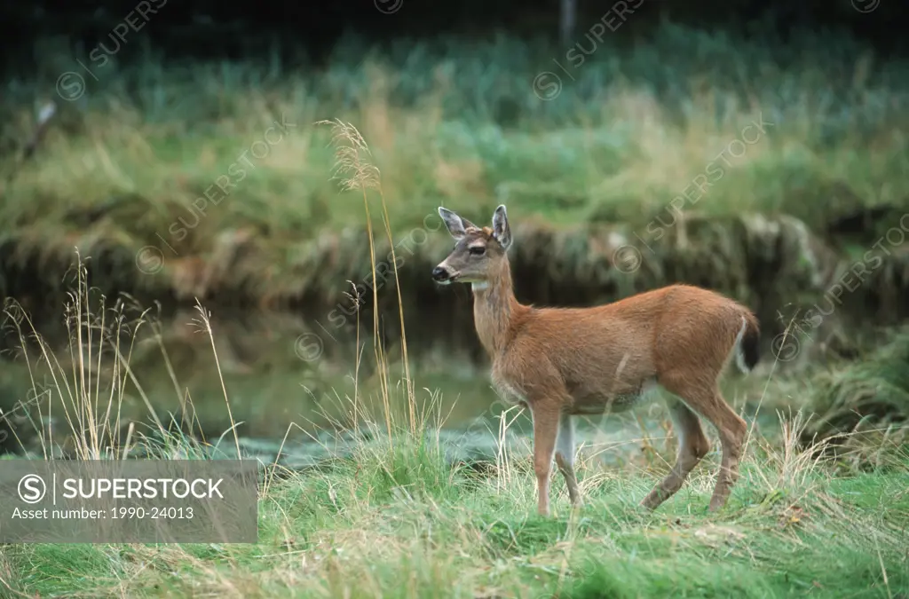 Queen Charlotte Islands - Hadia Gwaii - Sitka Black-tailed Deer Odocoileus hemionus sitkensis, British Columbia, Canada