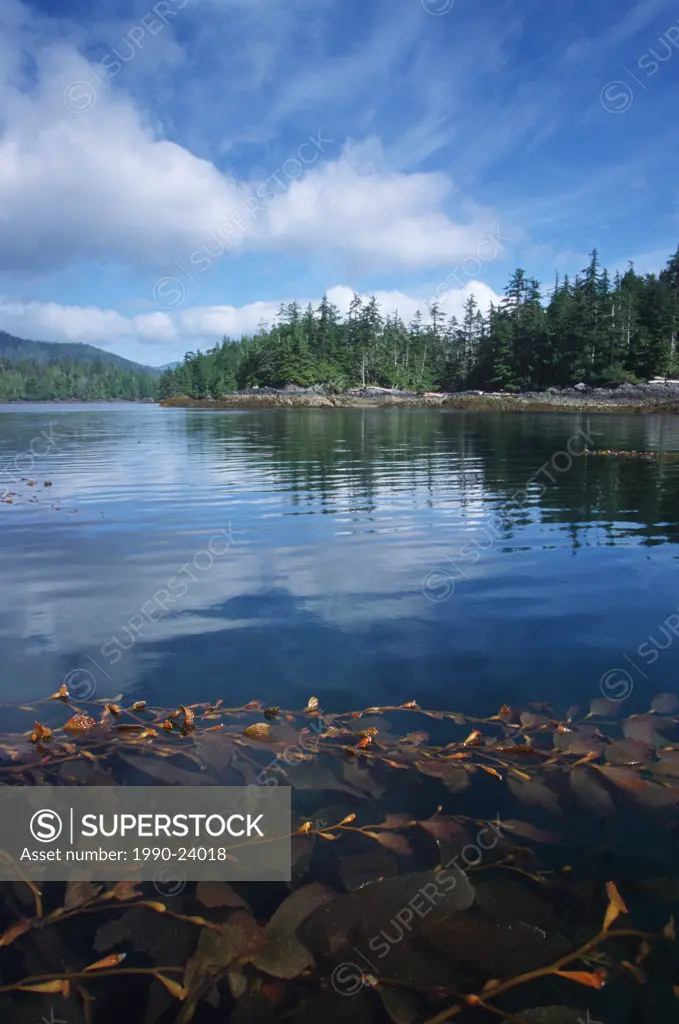 Queen Charlotte Islands - Hadia Gwaii - intertidal life - hot springs island, British Columbia, Canada