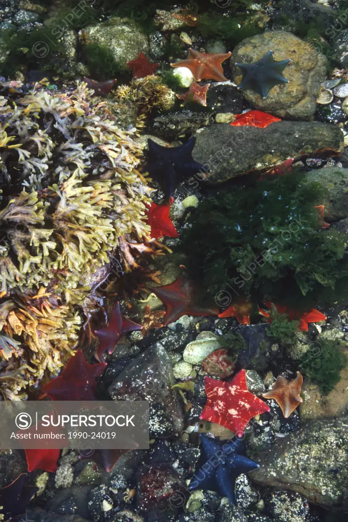 Queen Charlotte Islands - Hadia Gwaii - intertidal life - hot springs island, British Columbia, Canada