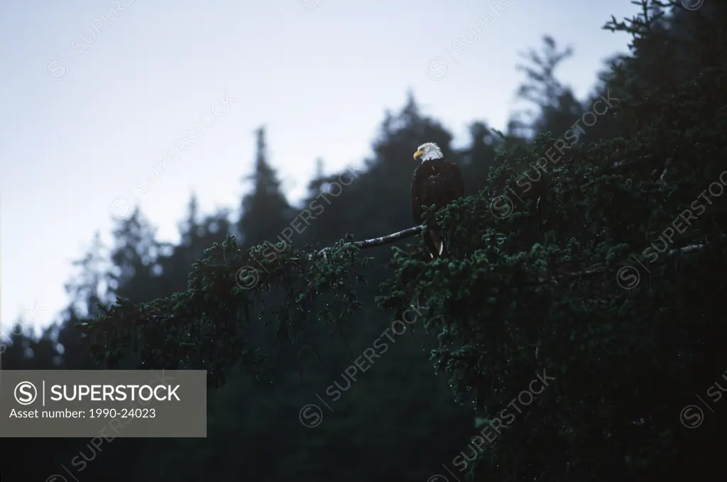 Queen Charlotte Islands - Hadia Gwaii eagle in trees, British Columbia, Canada